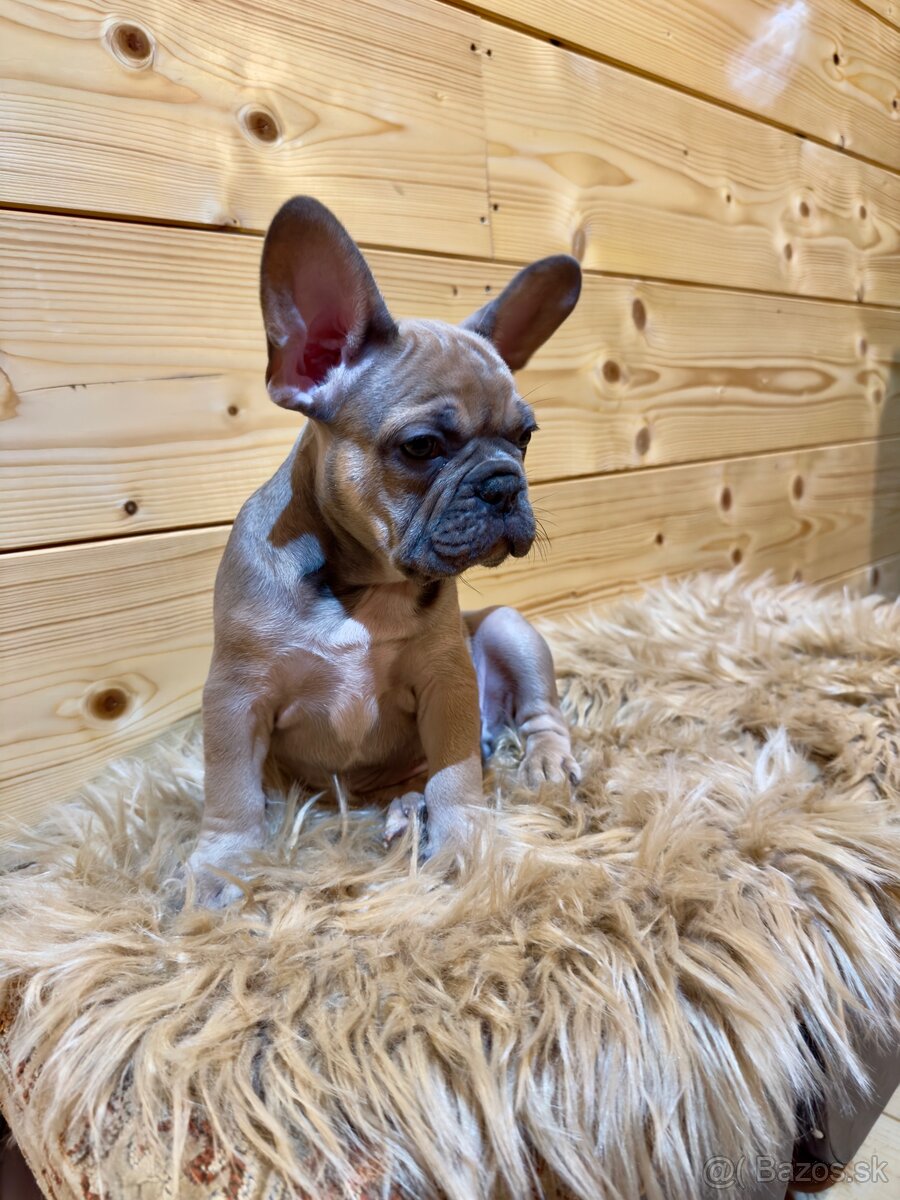 Francúzsky buldoček s PP - 10