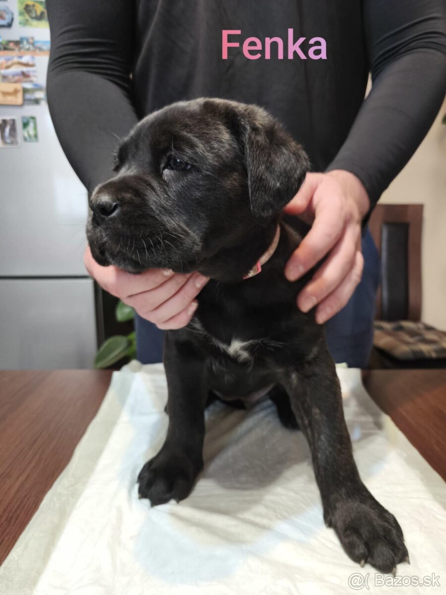 Cane Corso bez PP - 10