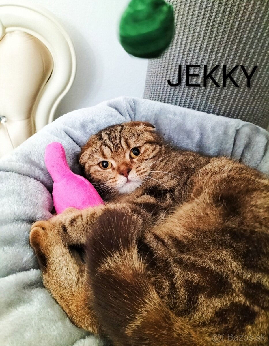 ŠKÓTSKE MAČKY s PP/ F. TICA - 10