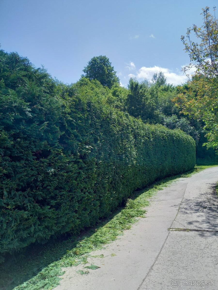 Výrub a opilovanie stromov LACNO A BEZPEČNE - 10