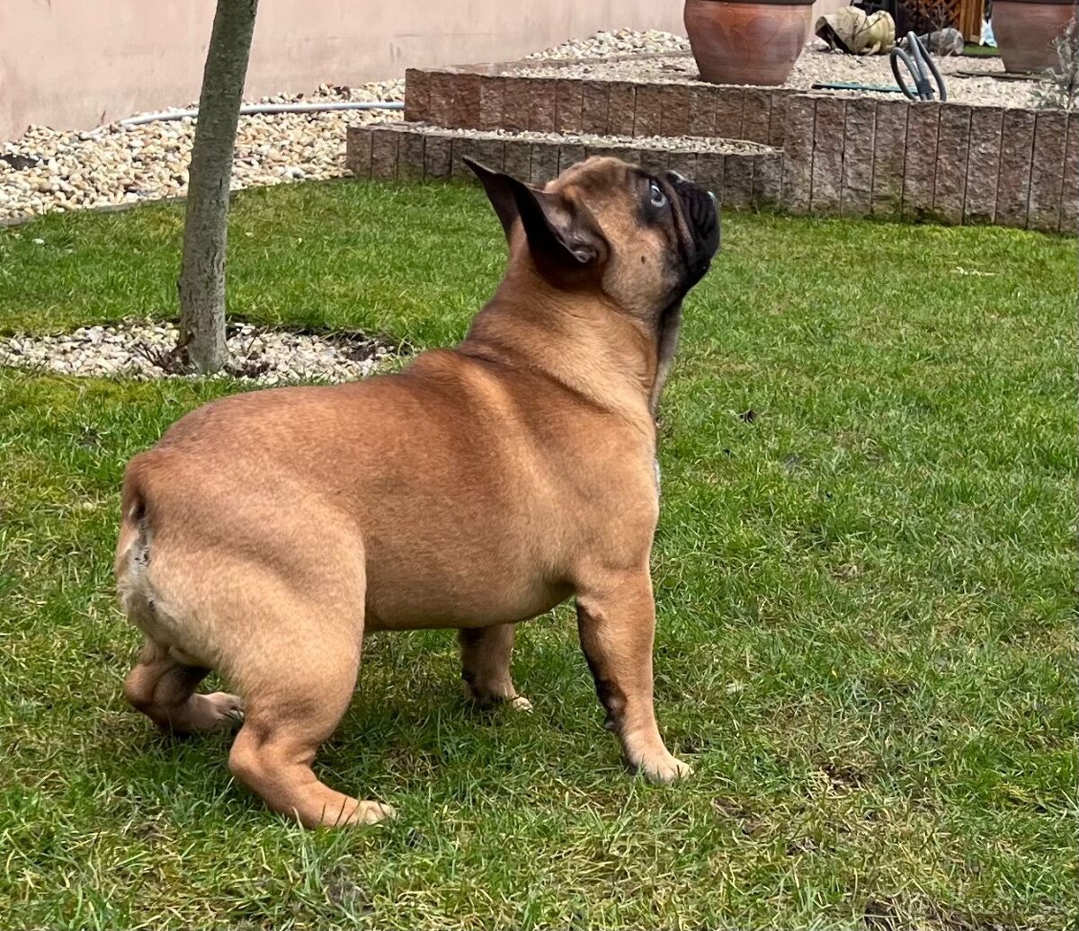 Francouzsky buldoček s PP - psík - 10