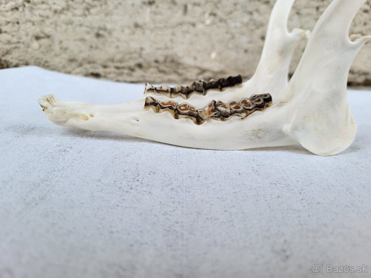 Poľovnícke trofeje - 10