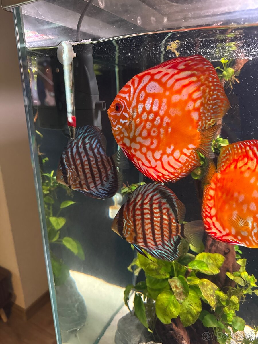 455l Akvarium - 10