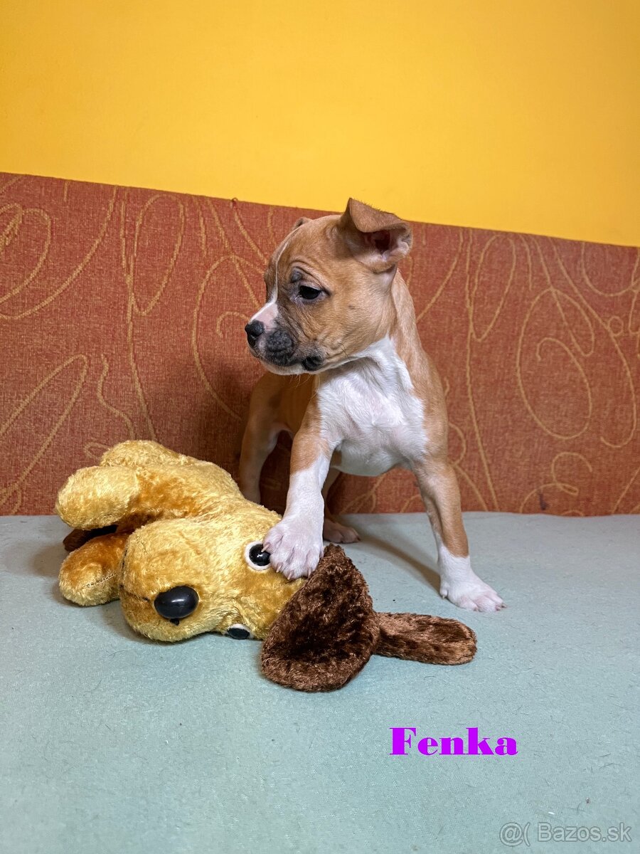 Americky Stafordšírský Terier šteniatka s PP - 10