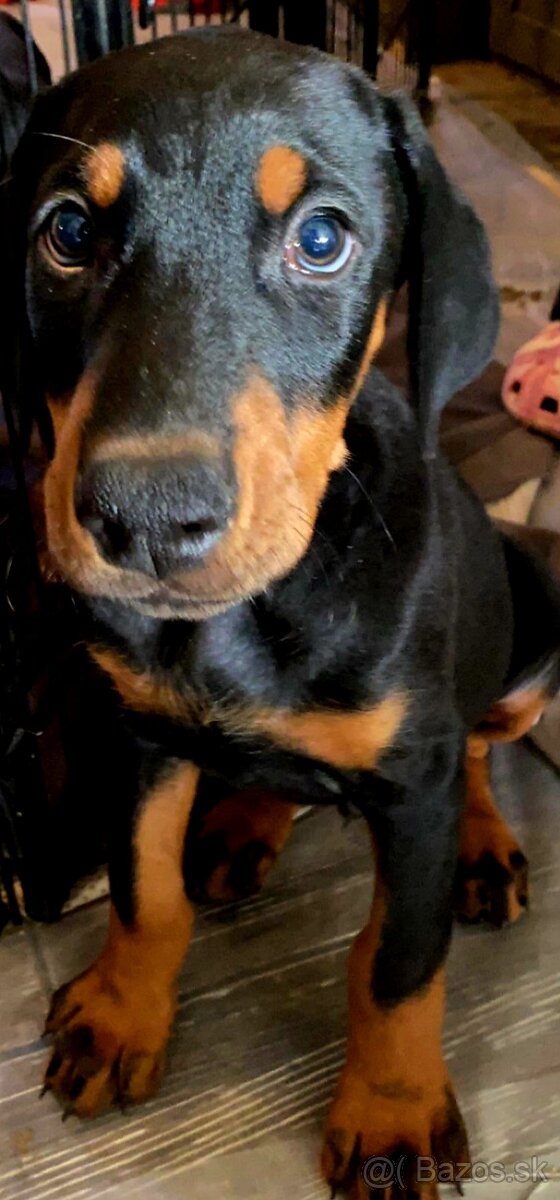 Doberman šteniatka na predaj XXL veľké plemeno - 10