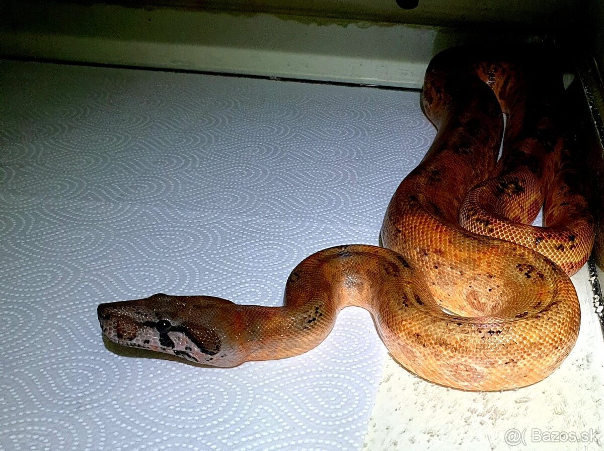 Veľhad královský - 10