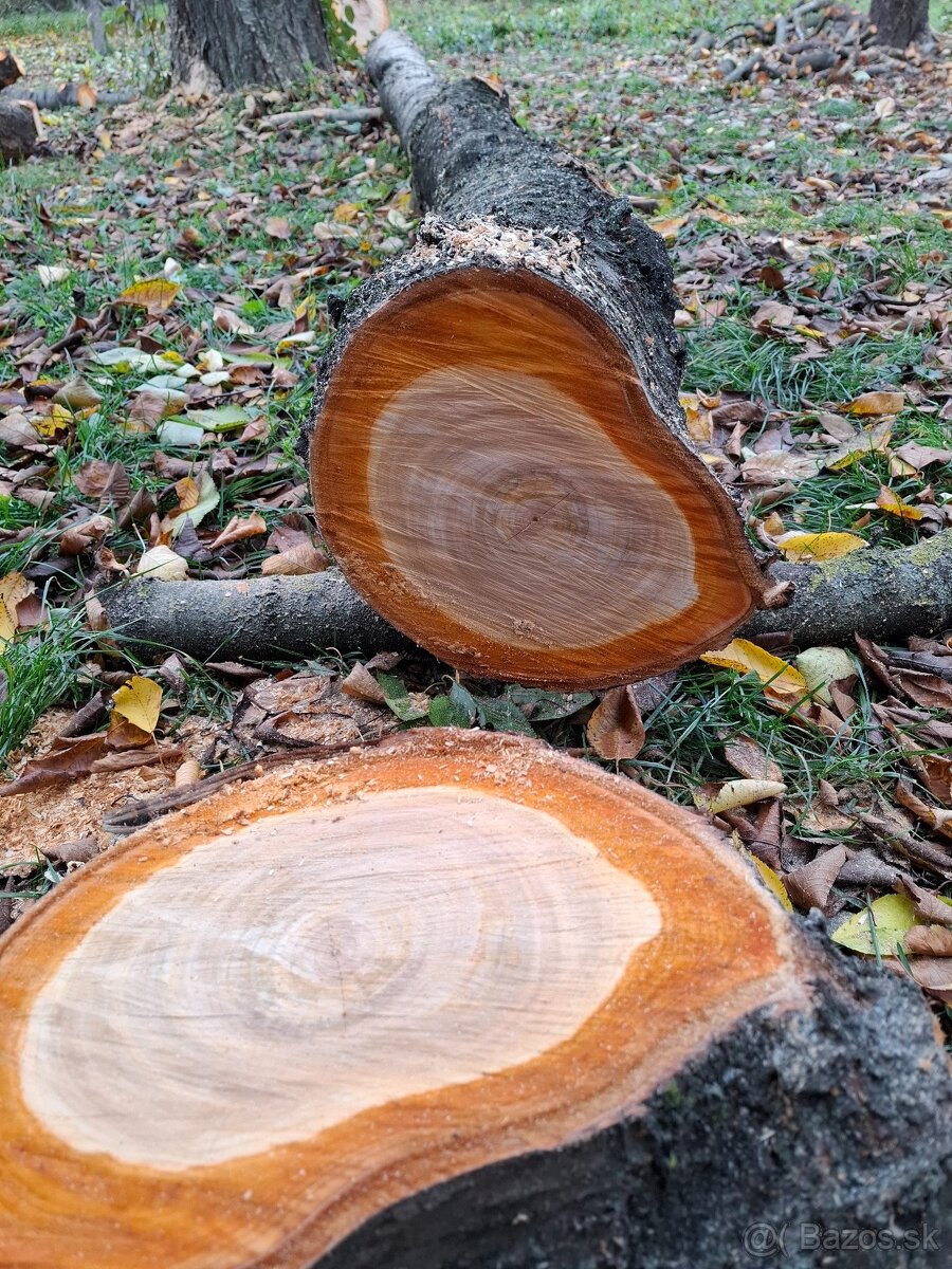 Čerešňove drevo v surovom stave guĺatina - 10