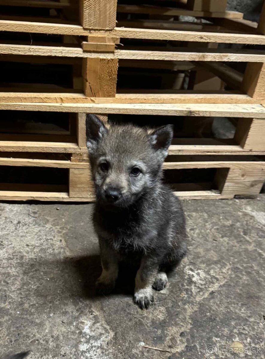 Československý vlčiak - 10