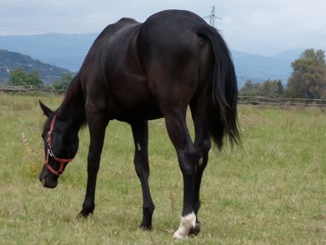 appaloosa žrebček - 10