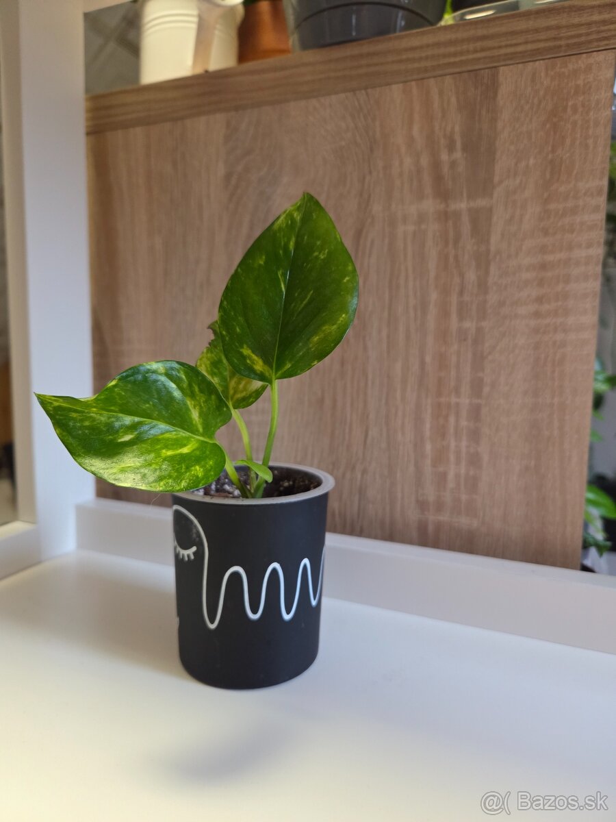 Izbové rastliny - 10