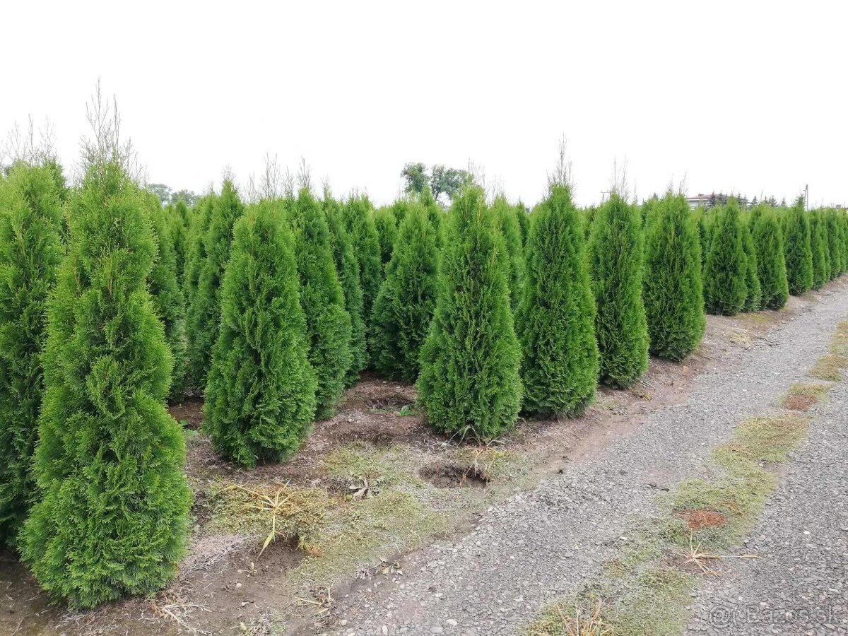 TUJE SMARAGD 220-250cm AKCIA 25€ - 10