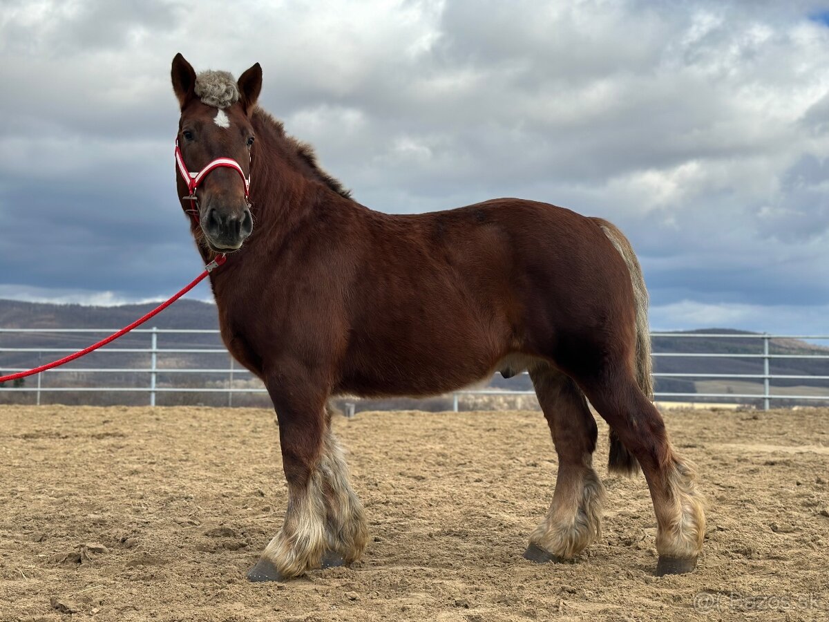 Švédsky ardén valach na predaj - 10