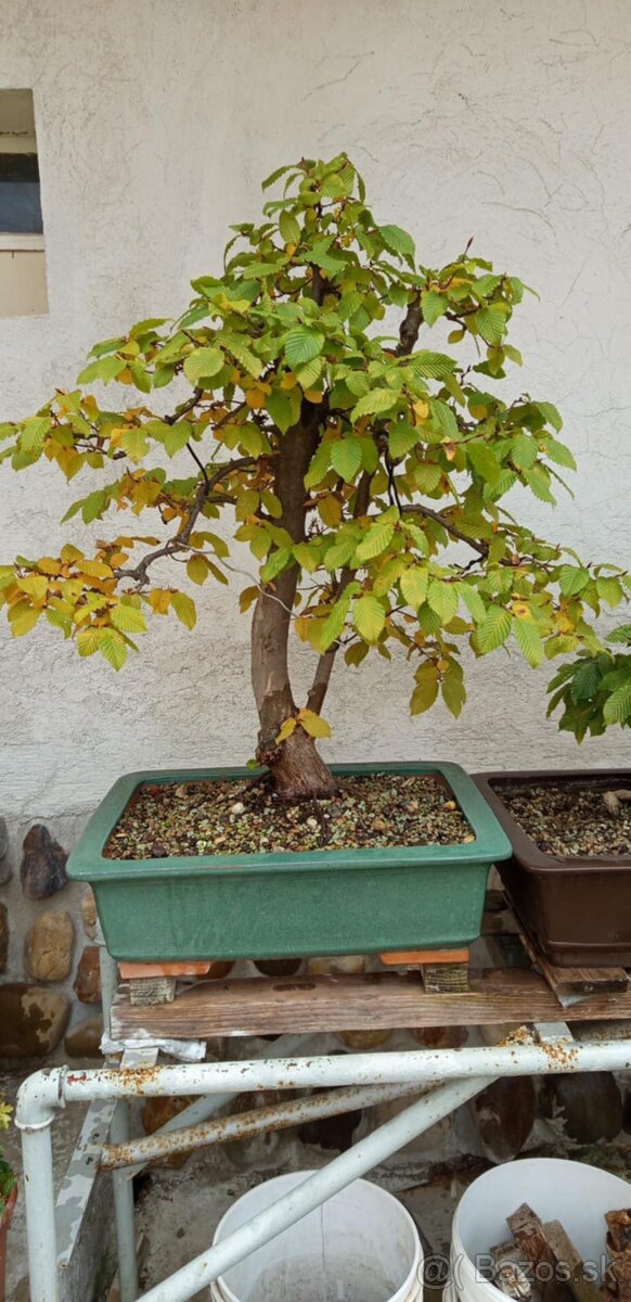 bonsai,bonsaj-DUB 7 - 10