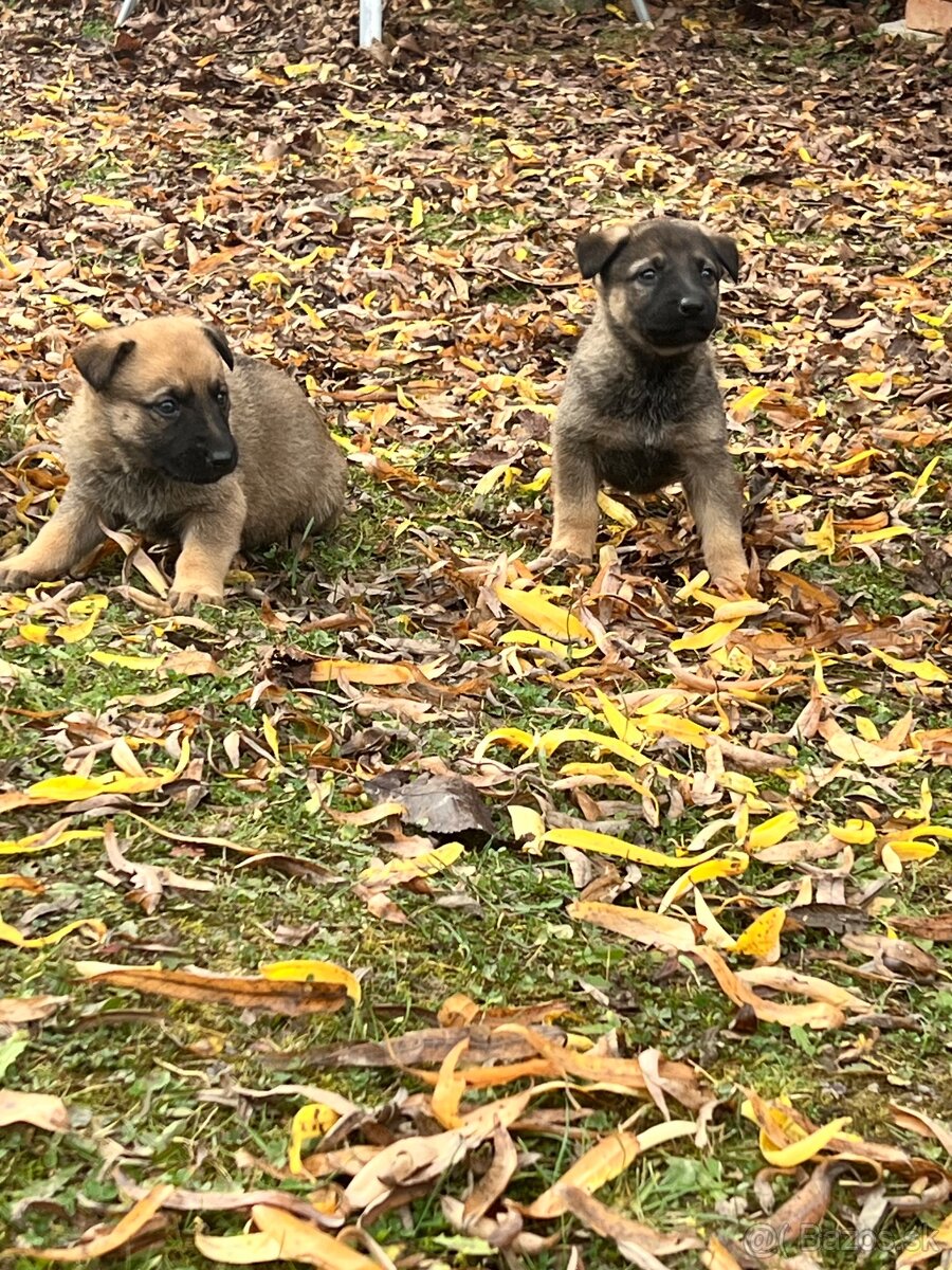 Predám šteniatka - 10