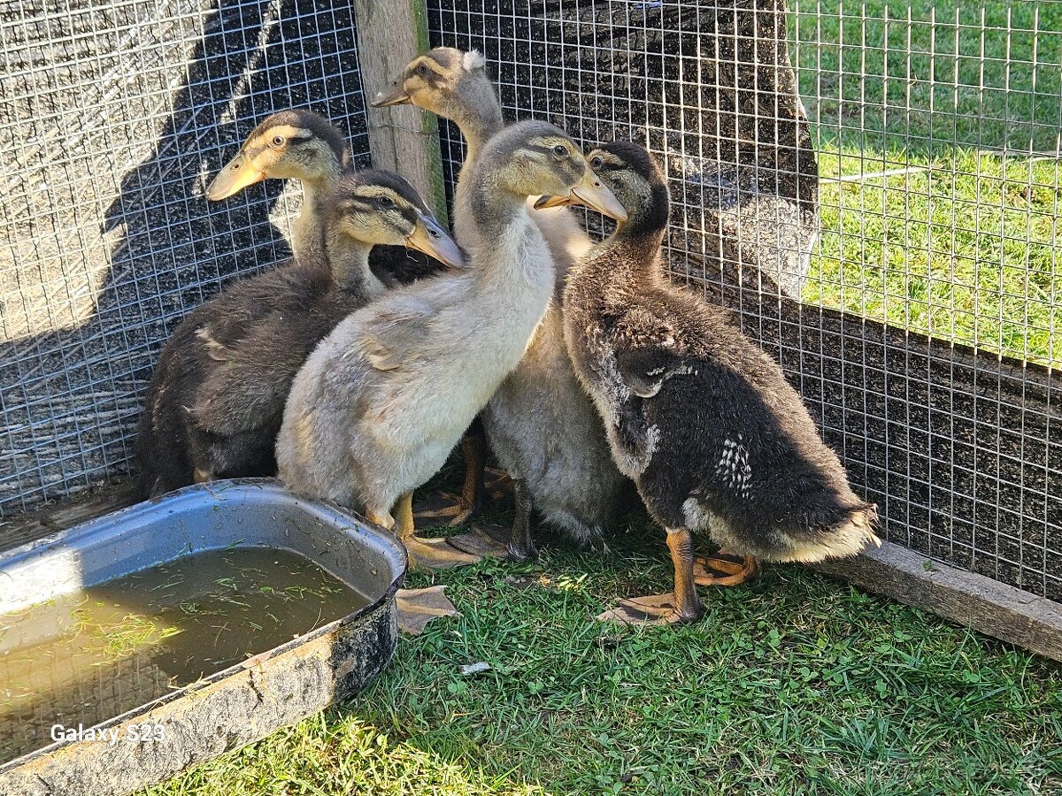 Predám kačacie nasadové vajíčka - 10