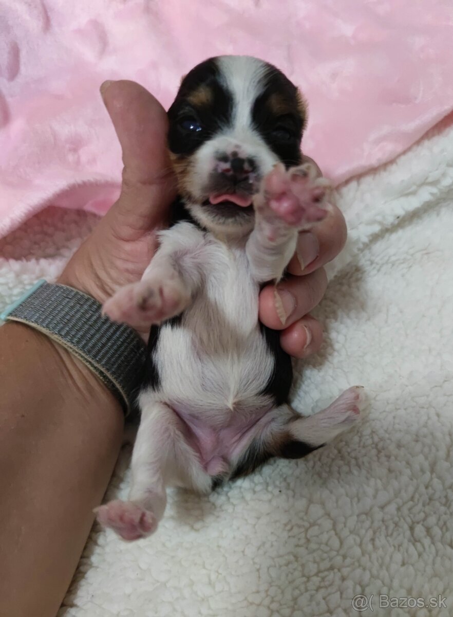 Biewer Yorkshire terrier - 10