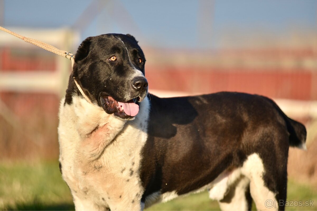 Stredoázijský ovčiak SAO - posledná voľná fenka - 10