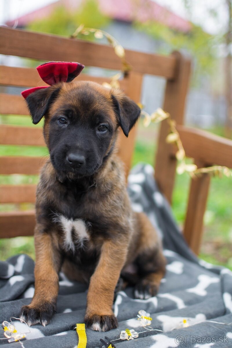 Belgický ovčiak malinois, šteniatka s PP - 10