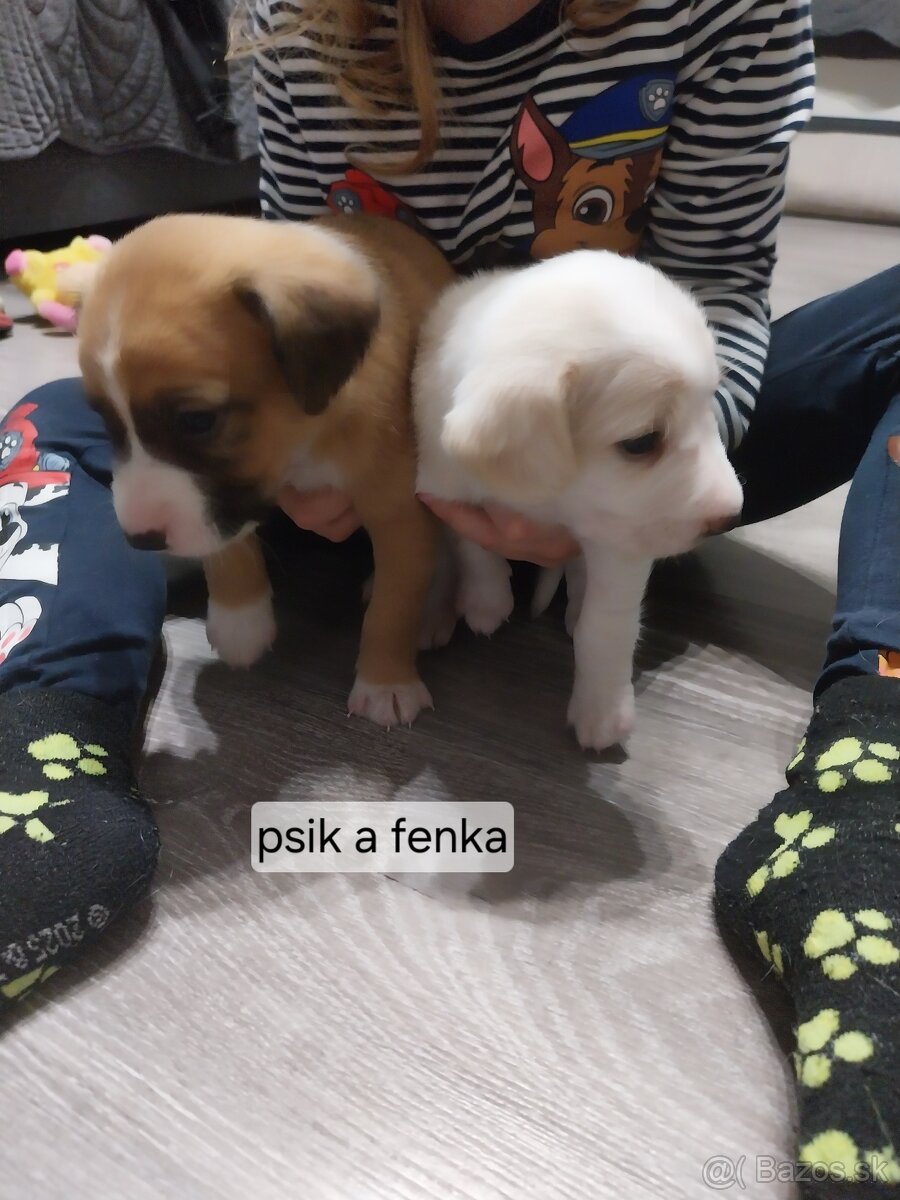 Darujem šteniatka - 10
