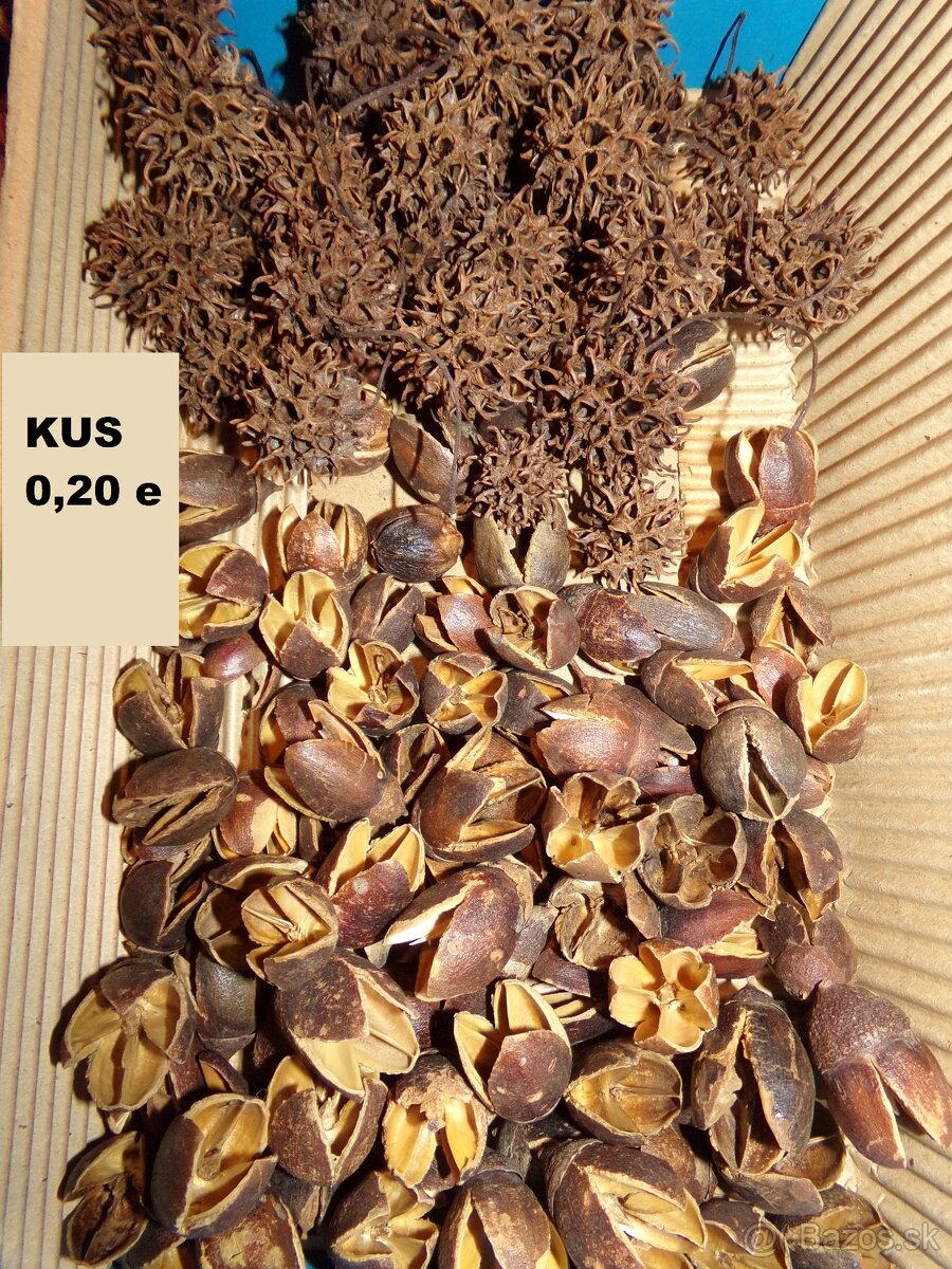 SUŠENÉ KVETY, ŠIŠKY a iné plody do dekorácií - 10