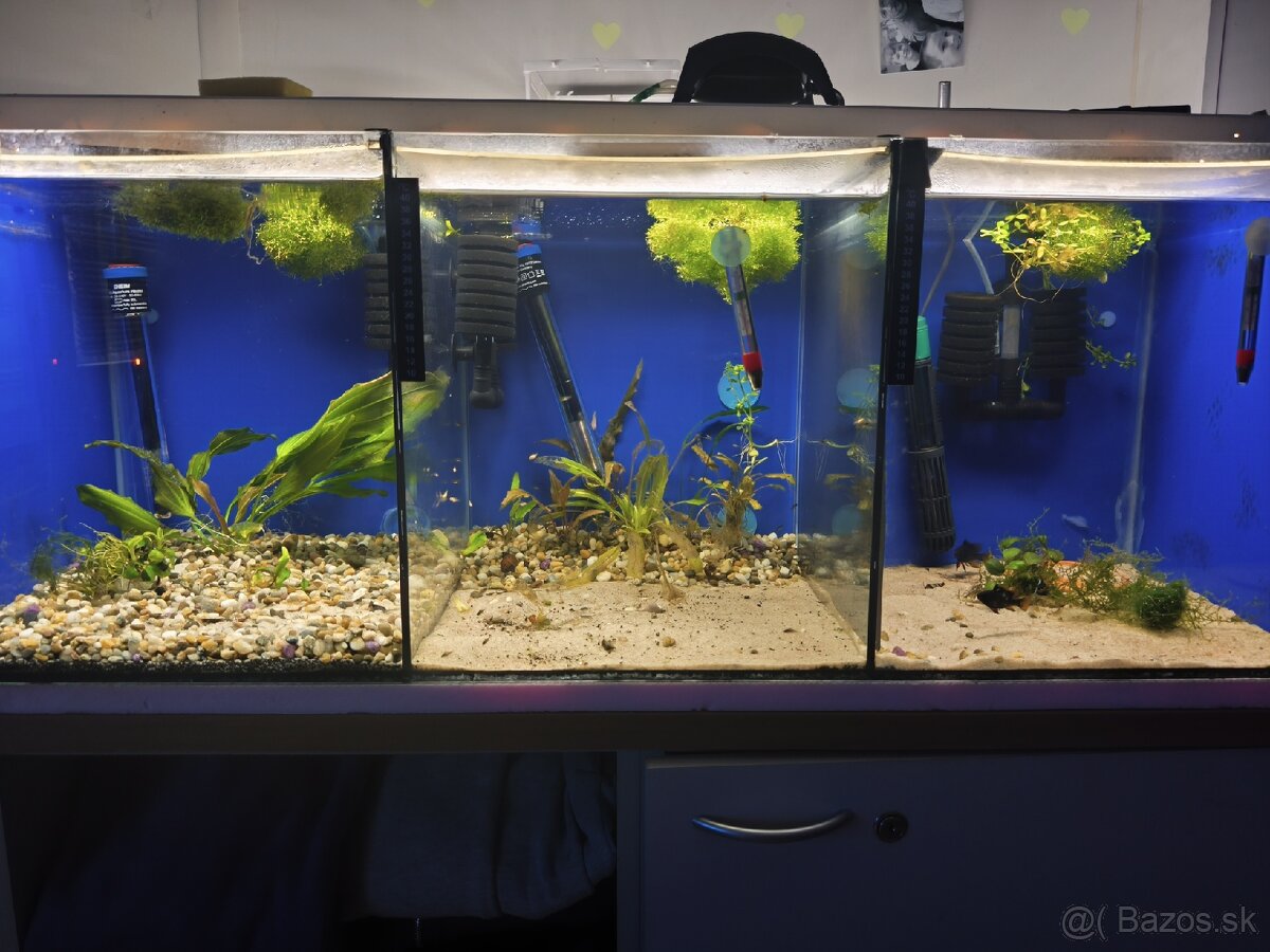 Akvárium - 10