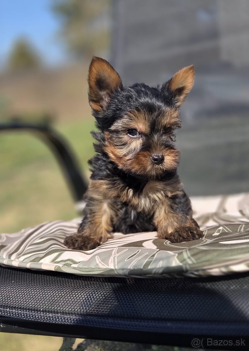 Yorkshirsky terier - 10