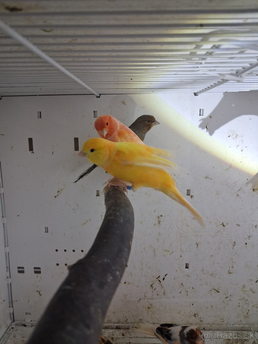 Kanáriky - 10