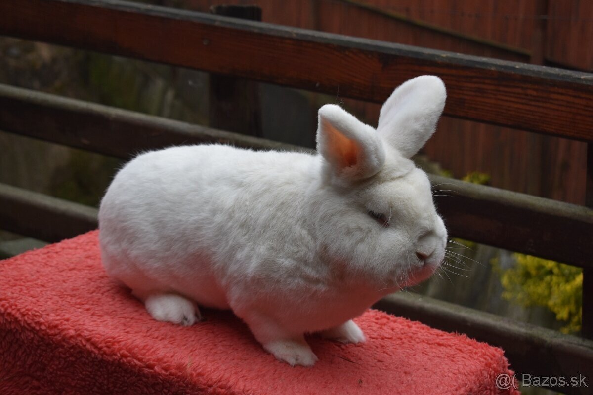 Predam Viedensky biely - 10