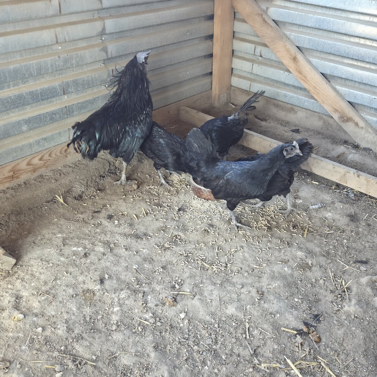 Chovny kmeň Ayam cemani - 10