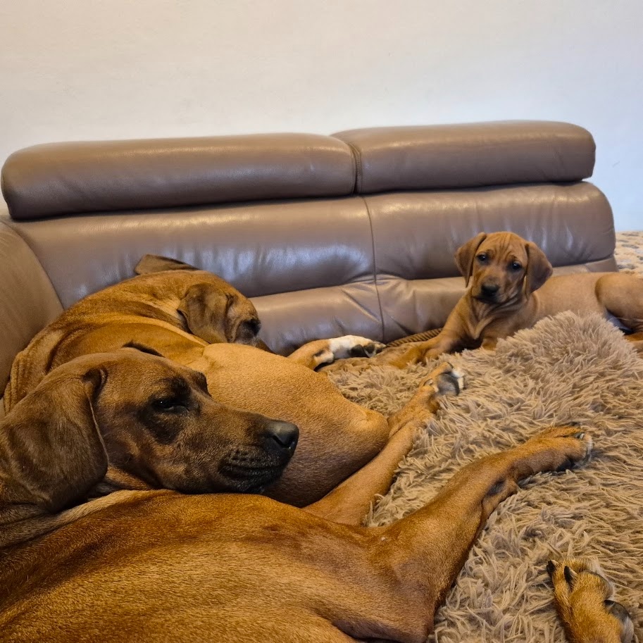 Rhodesian Ridgeback - vymazlená štěňátka s PP - 10