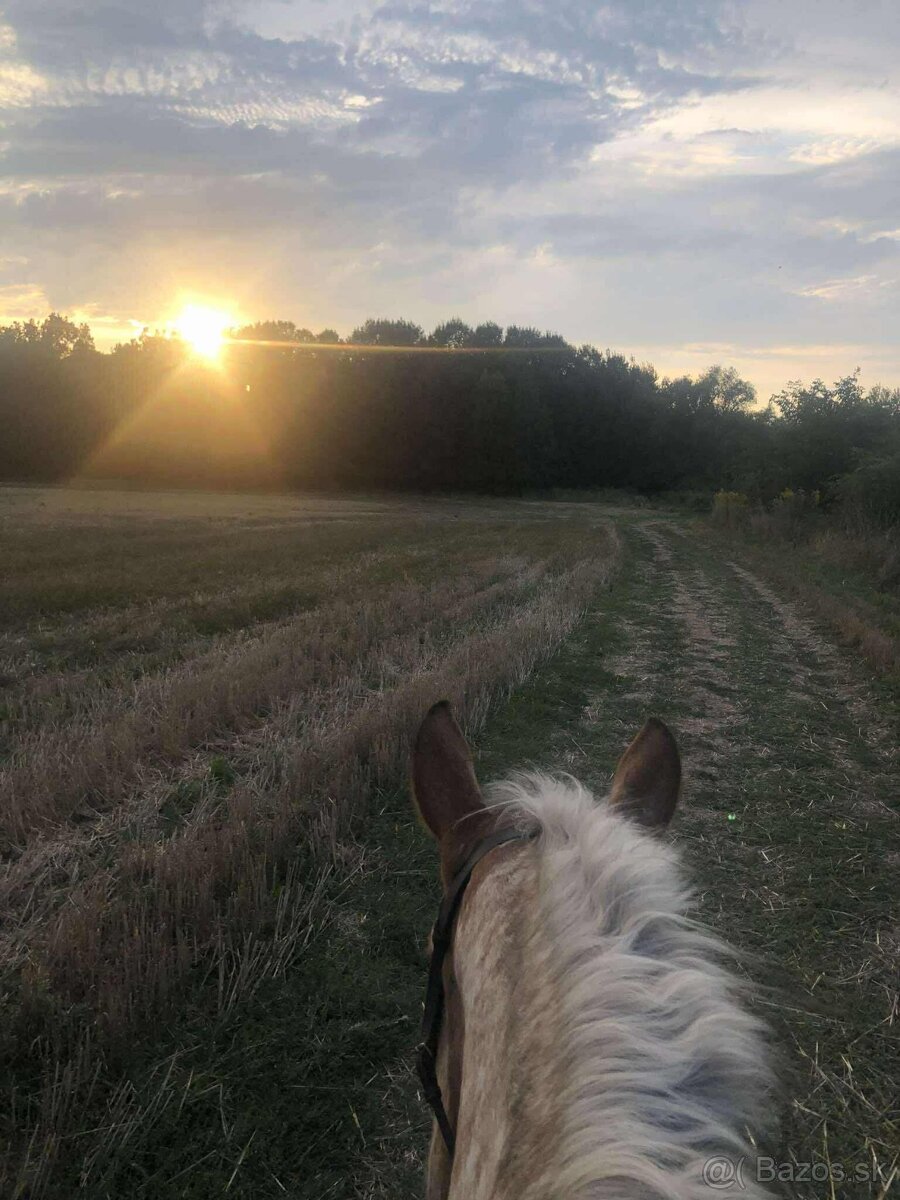 Kobyla - 10