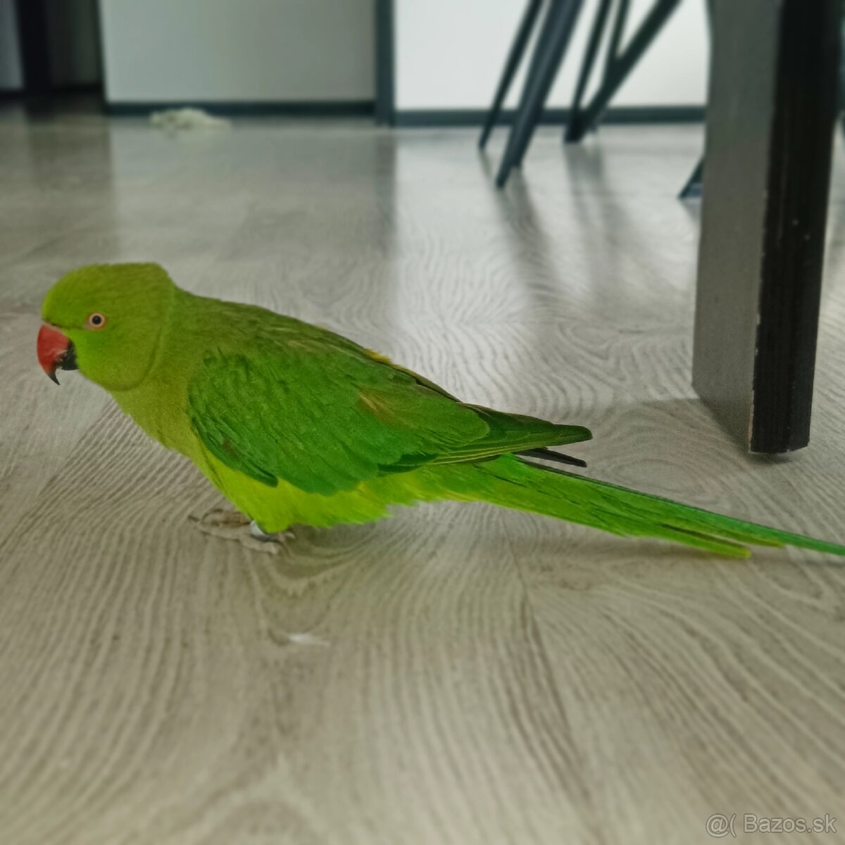 Papagáj Alexander malý - samička KIWI - 10