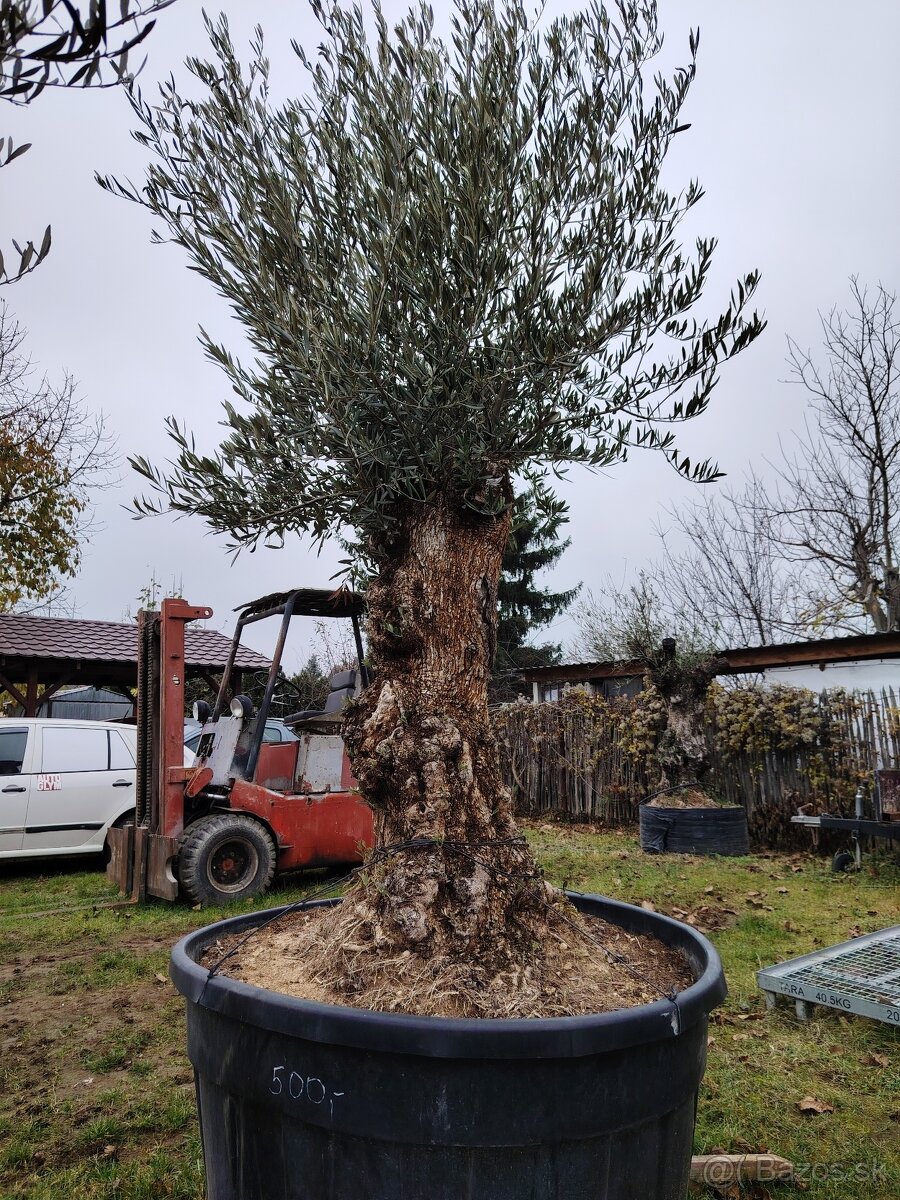 Olivovník europea - 10