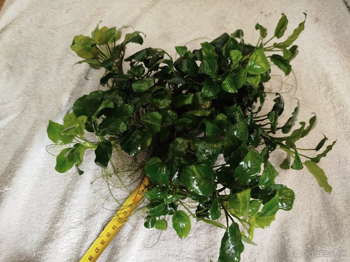 Predám veľké Anubiasy - 10