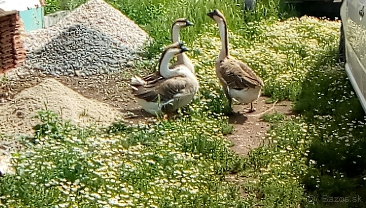 Bernikla Bielolíca / Kačica Mandarínska / Kanadská hus/ Husi - 10