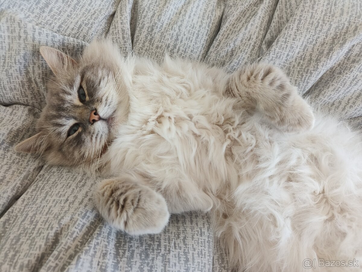 Kocúr ragdoll na krytie - 10