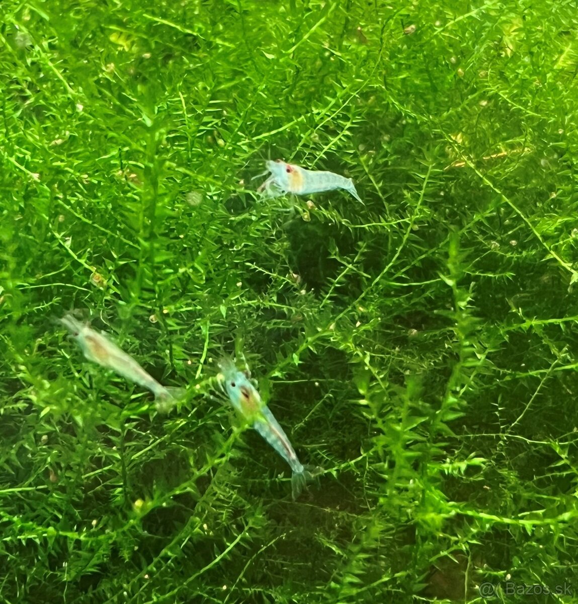 Krevetky Neocaridina - 10