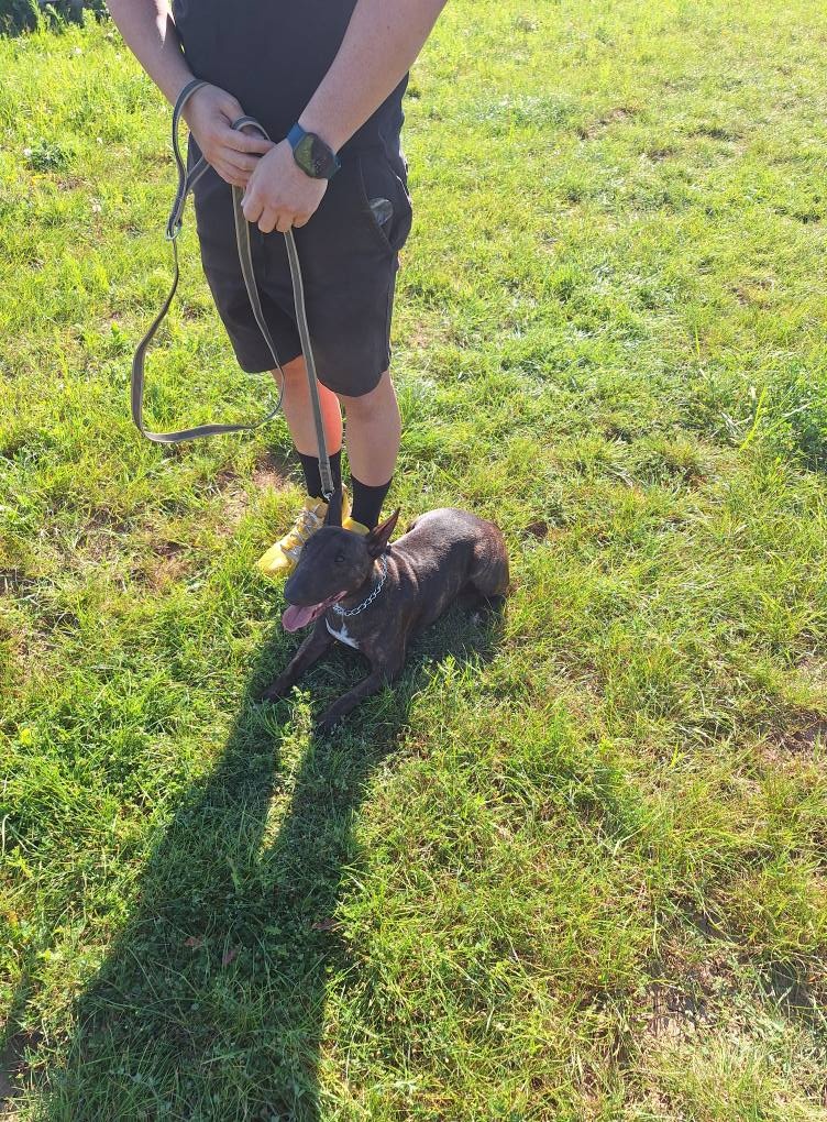 vycvik s ubytovanim, hotel pre psov - 10