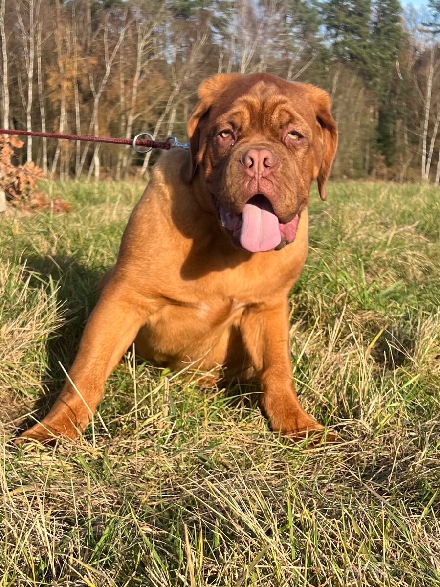 Bordeauxská doga s PP pes - 10