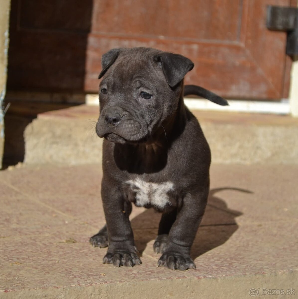American bully pocket / shar pei (odber 14.11) - 10