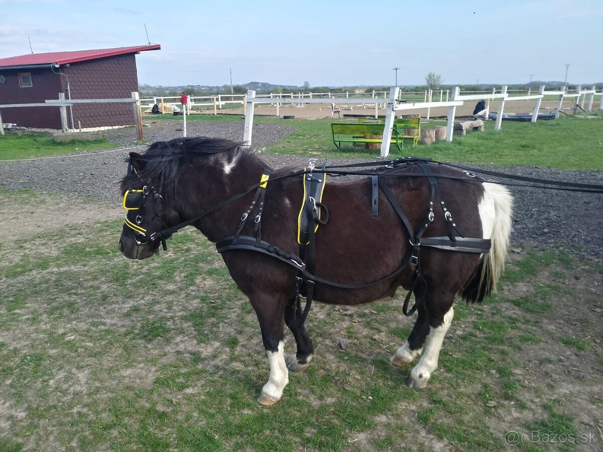 Poprsný nylonový postroj pre koňa modrý COB - 10
