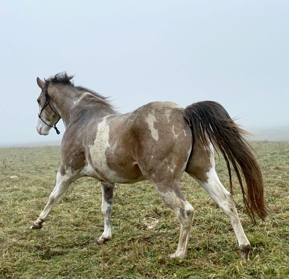 APH QH ZREBCE PRIPUSTANIE 2026 - 10