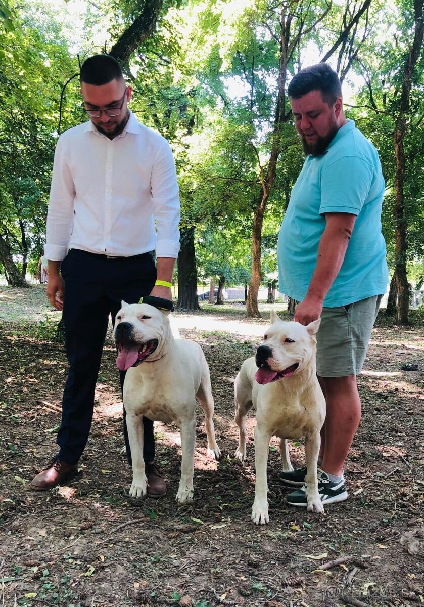 Argentínska doga - sučka s PP - 10