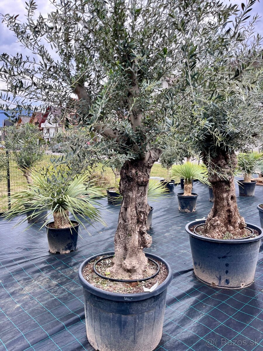Olivovník - 10