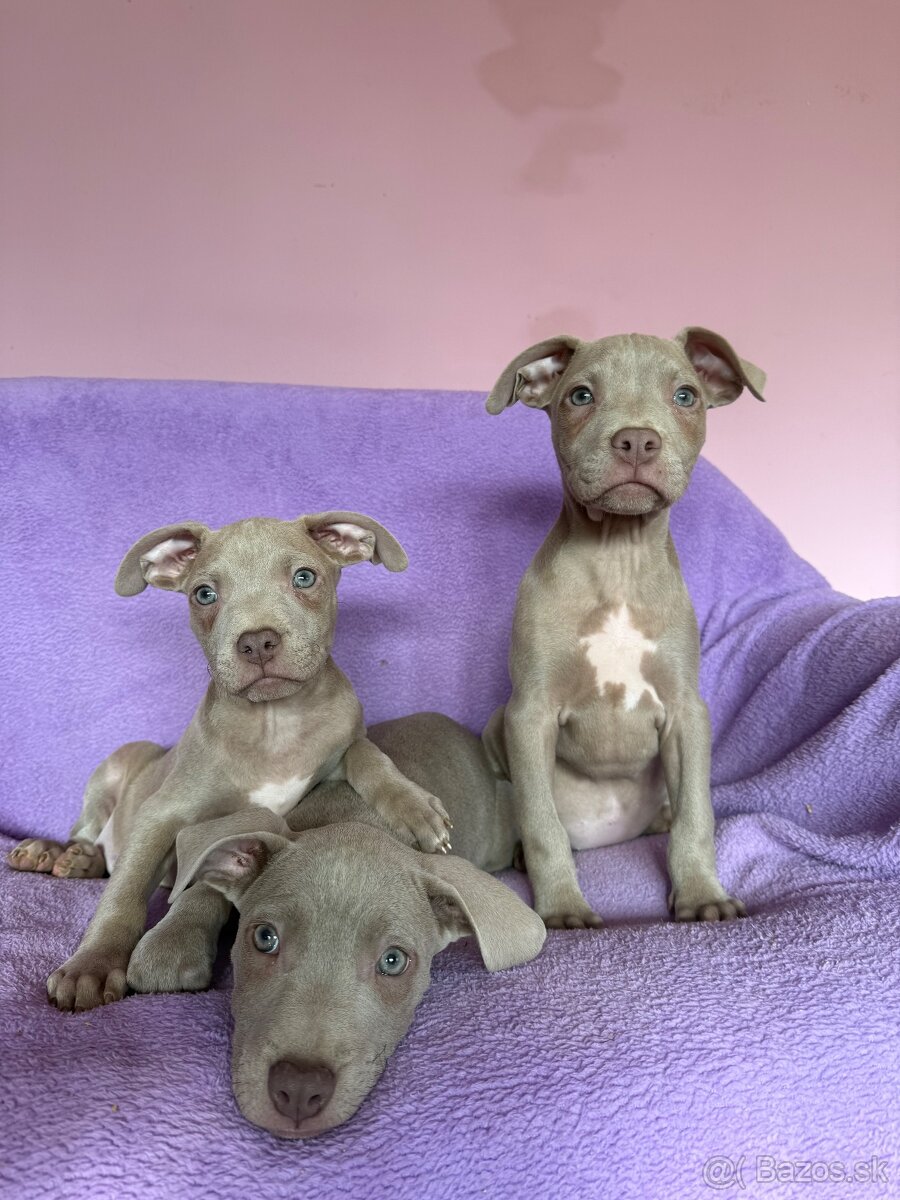 Americký pitbulterier s PP silverfawn rarita - 10