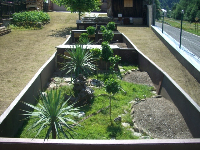 Suchozemská korytnačka-môj odchov 2025 . - 10