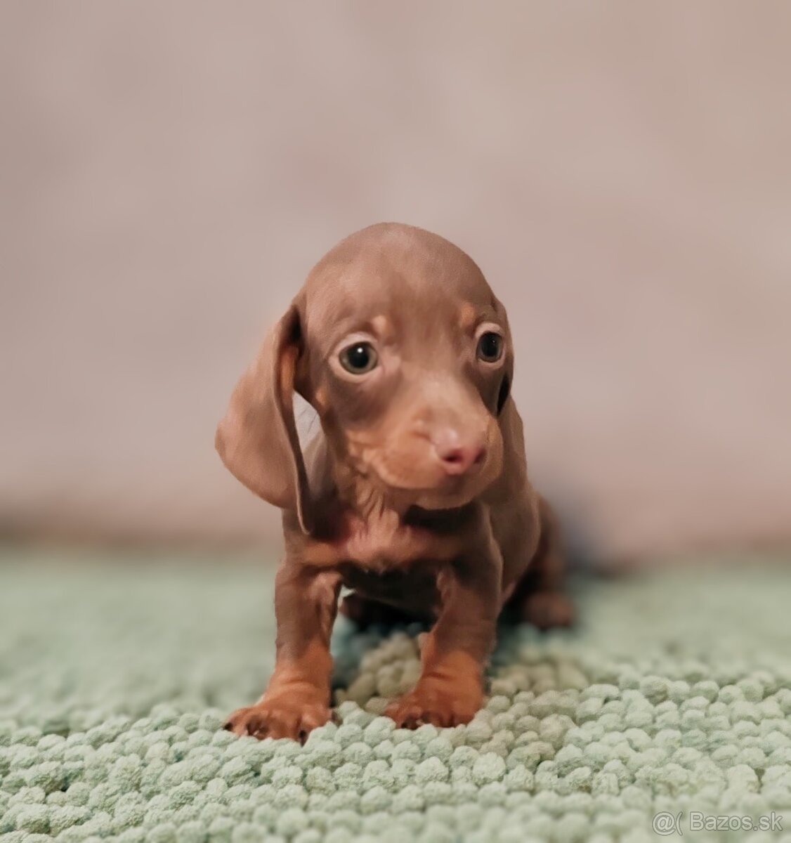 Jazvečík trpasličí - 10