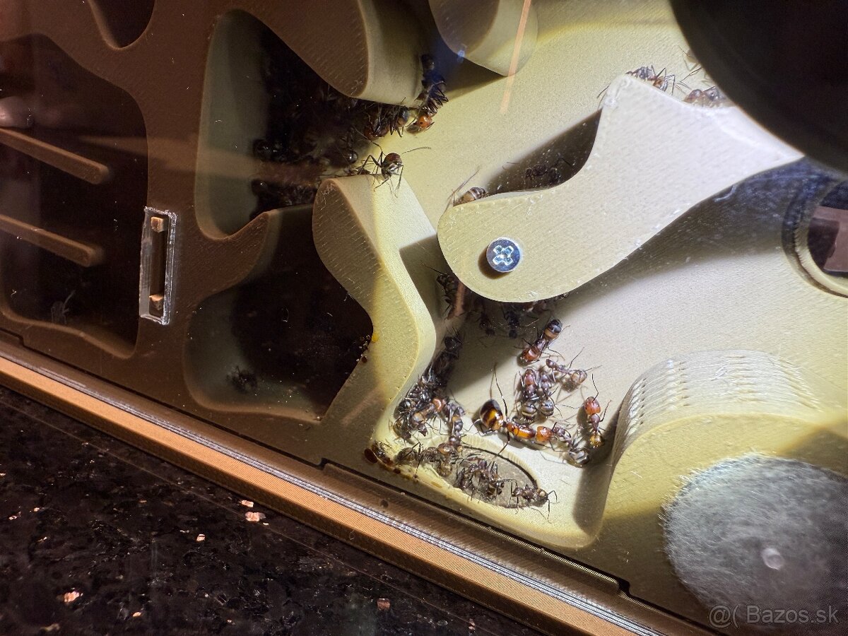 🐜 Predám formikárium + kolóniu Camponotus nicobarensis (krá - 10