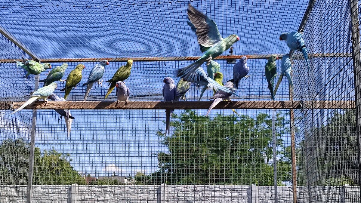 Alexandre malé 03/2025 - 10