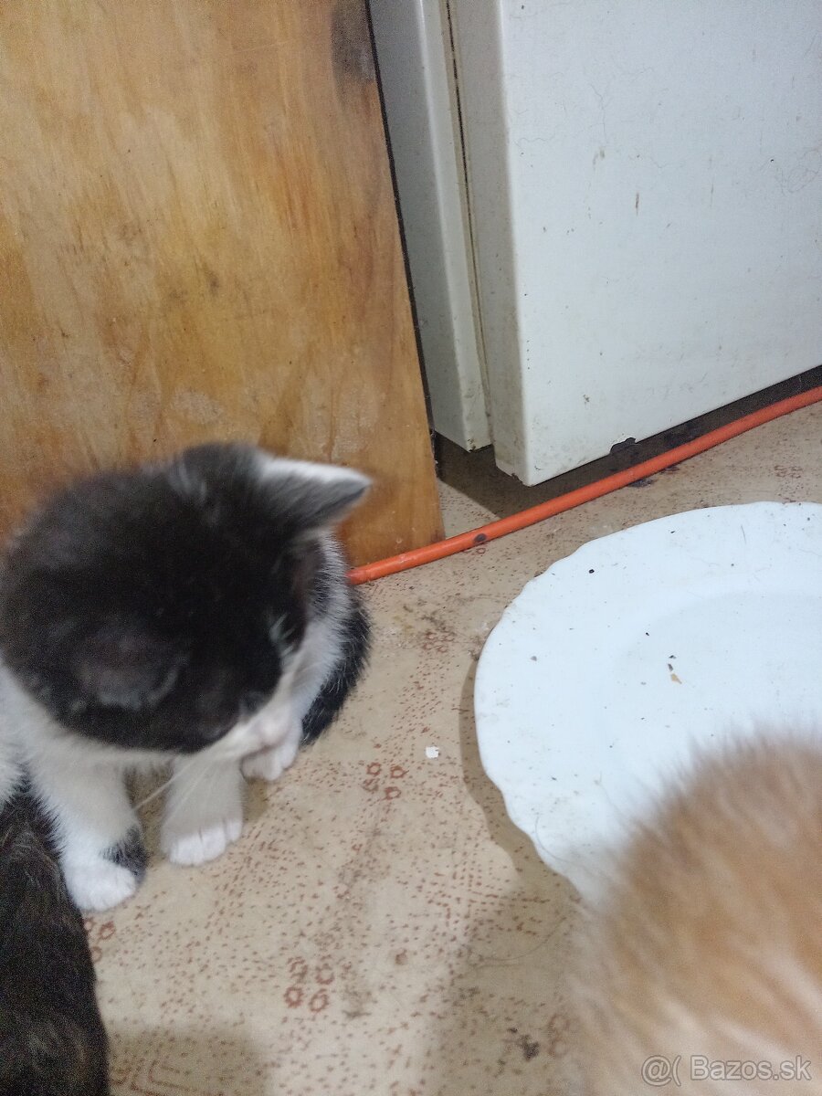 Darujeme mačiatka - 10